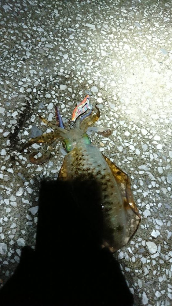 対馬エギング釣果……27