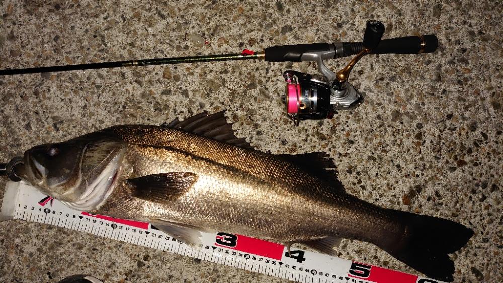 プラグでシーバス