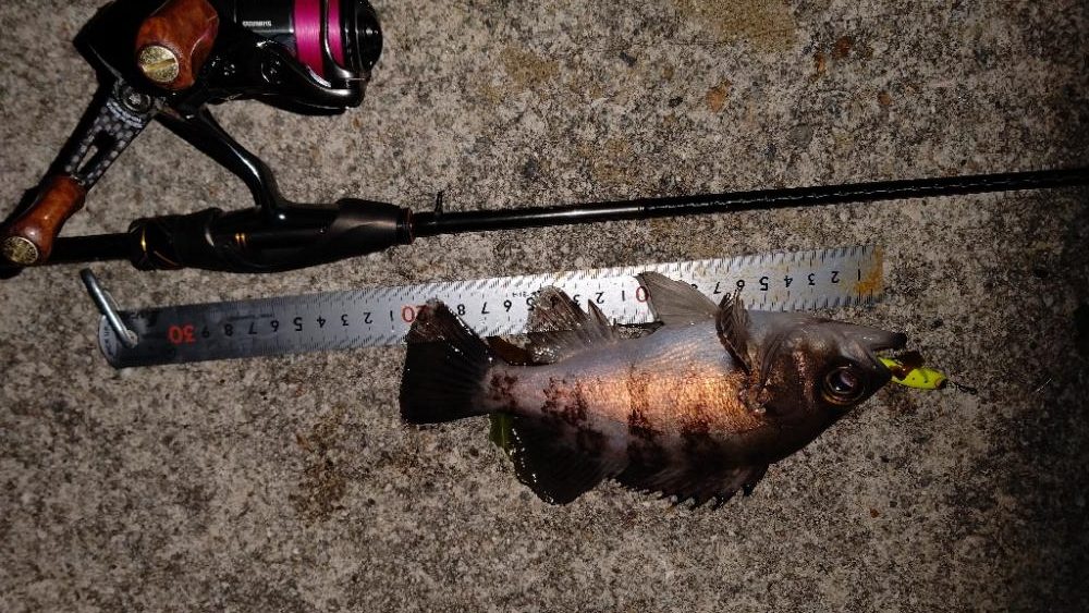 初プラグフィッシュ