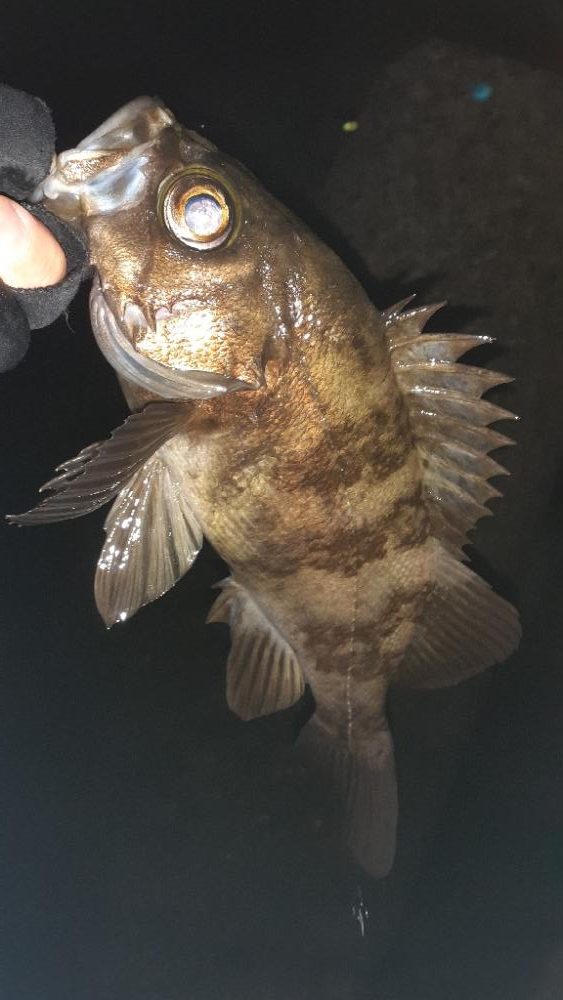 本日もメバリング～