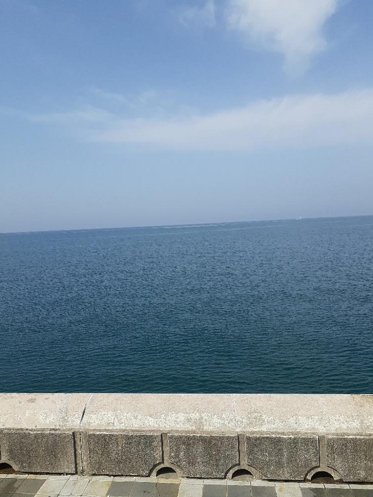 今年初のサゴシ