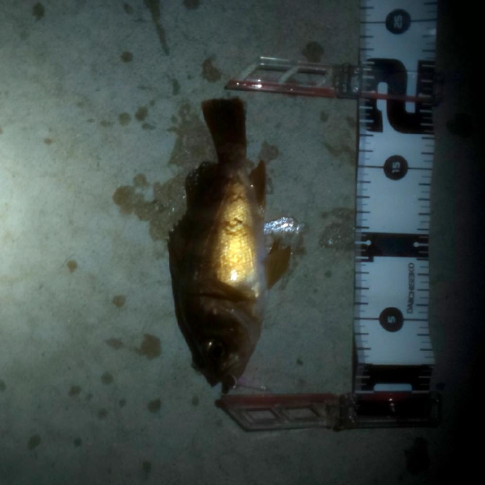 メバルはまだアフター中