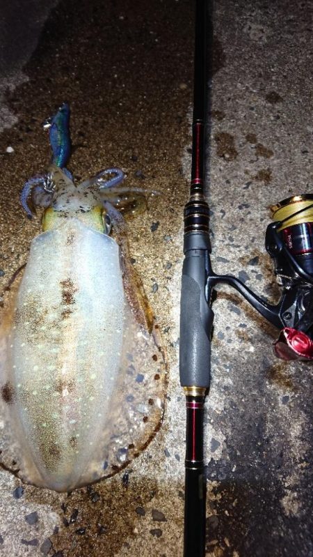対馬エギング釣果……23