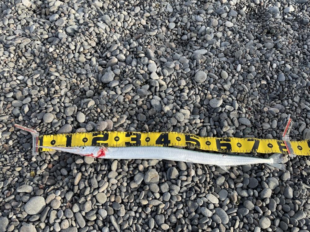 ロマンを求めてダツ