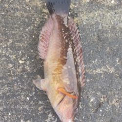 ちょっと魚を探しに！