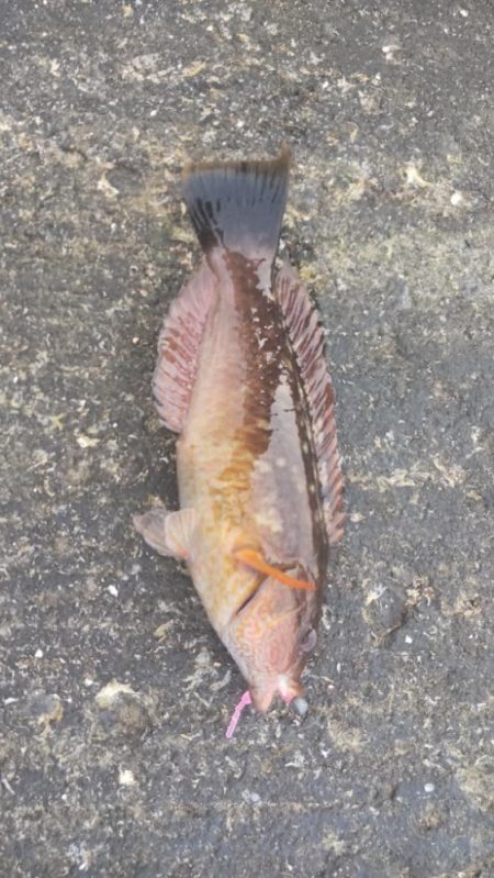 ちょっと魚を探しに！