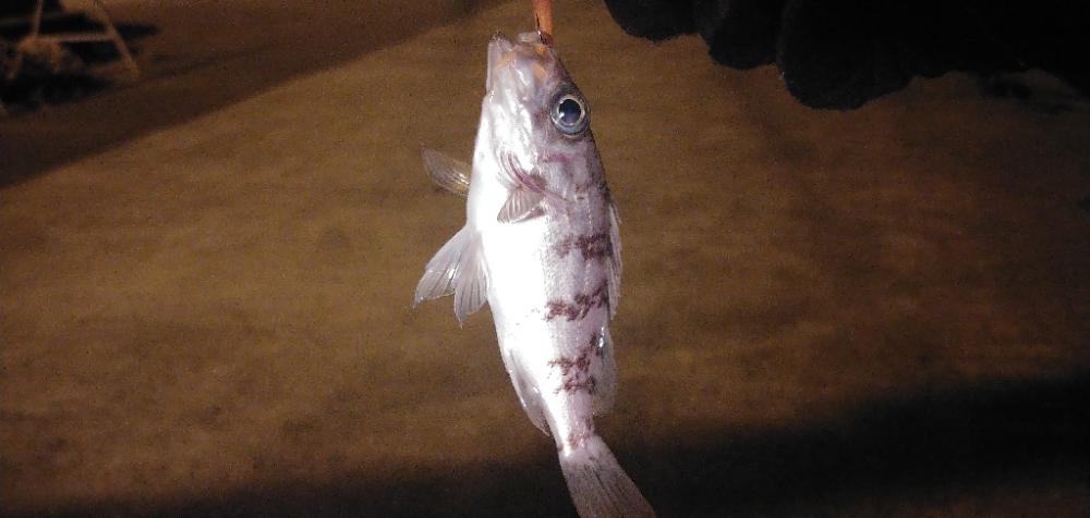 メバリング新規ポイント開拓