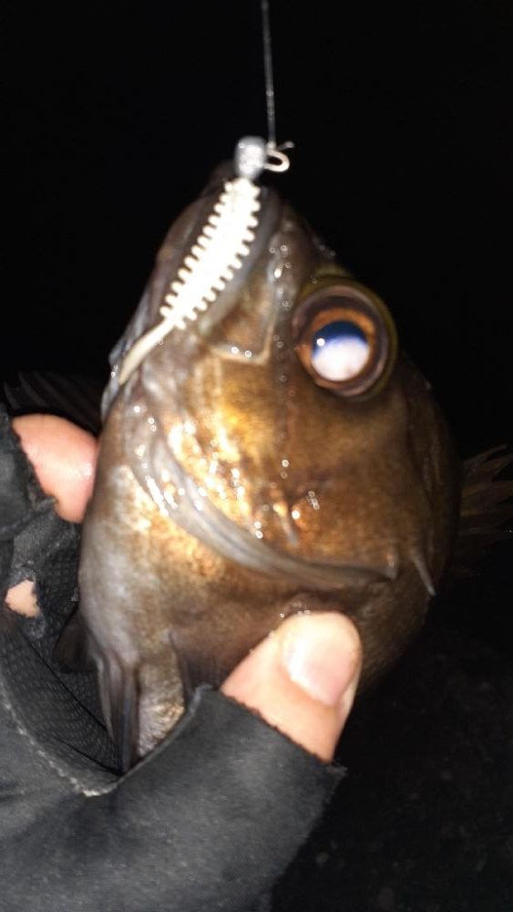 本日もメバリング～