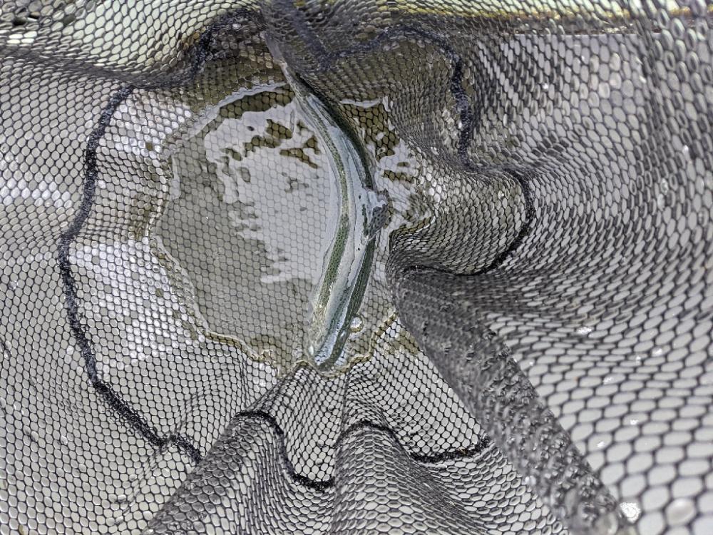 頂鱒を求めて〜