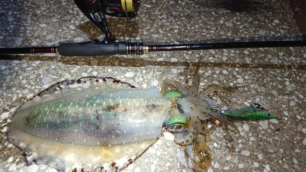 対馬エギング釣果……24