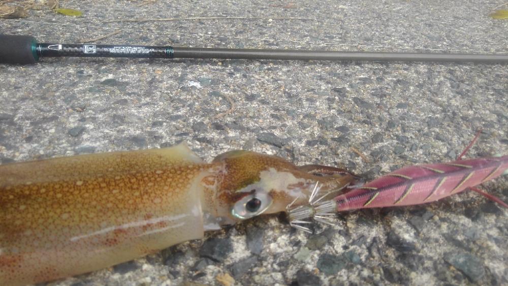 プチラッシュ⤴️