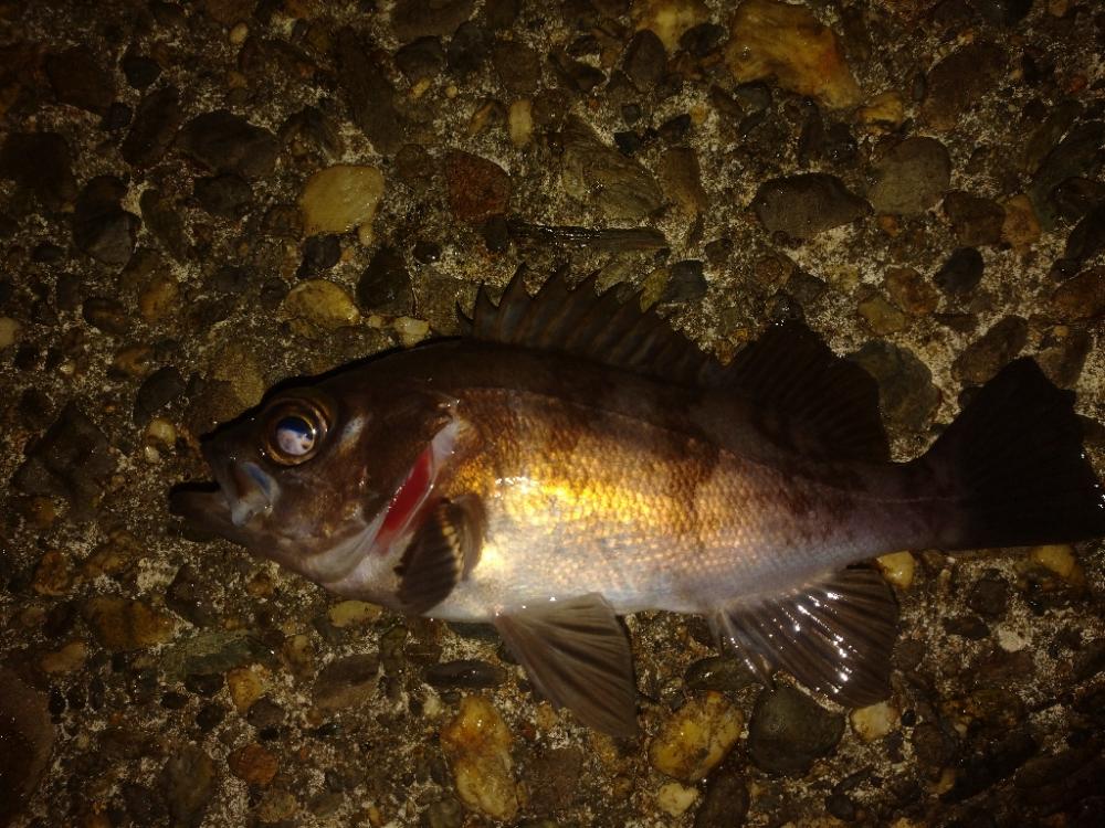 ランガンでメバルキャッチ