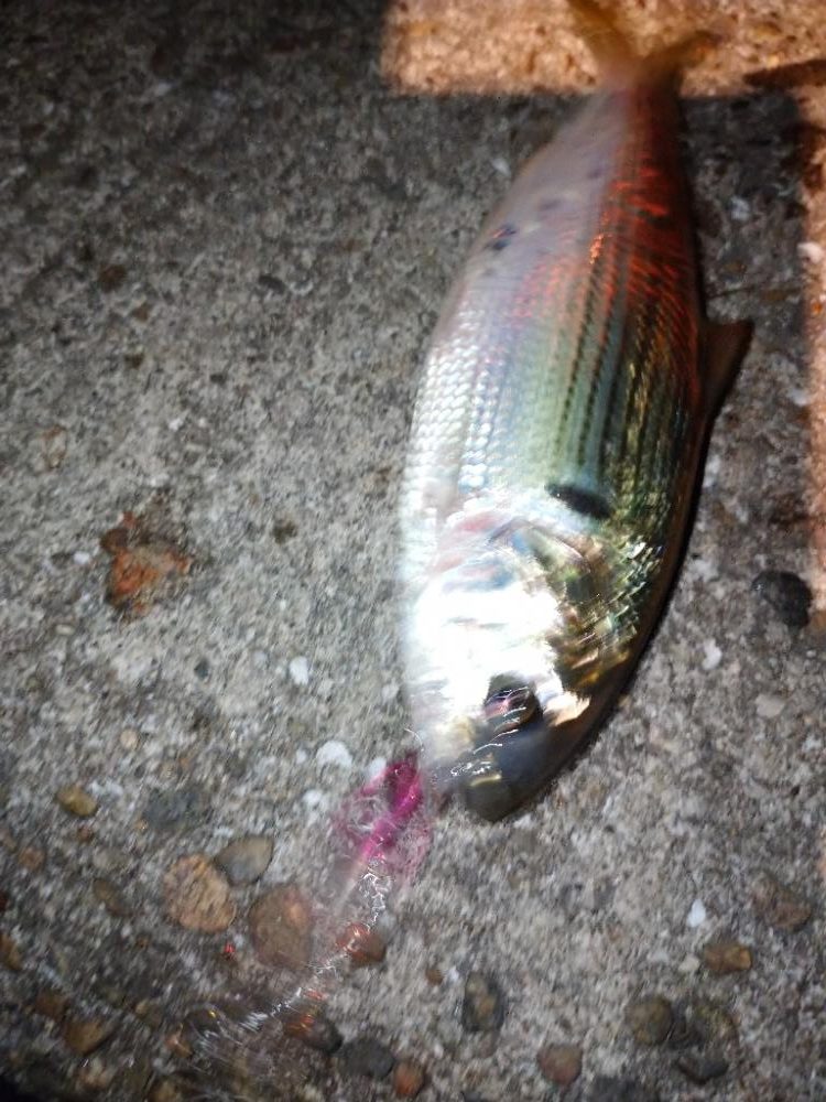 激渋メバリング