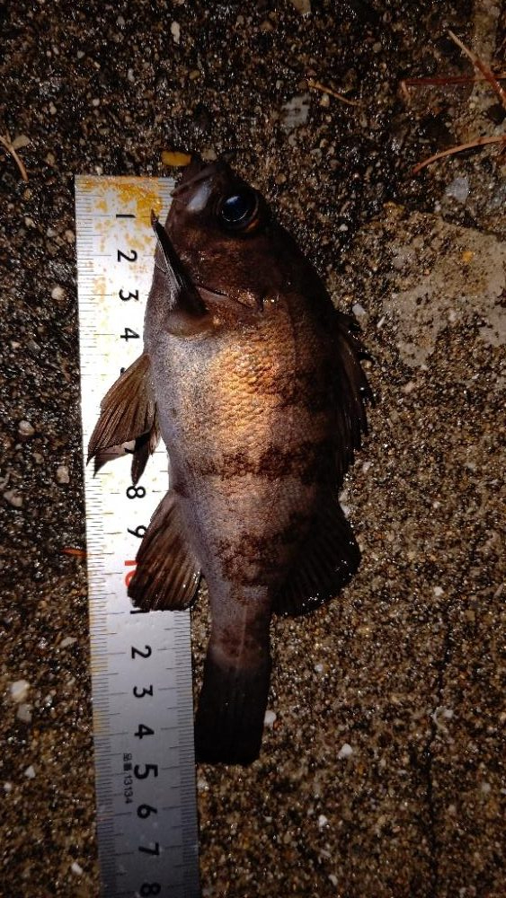 ２２ステラ初釣行