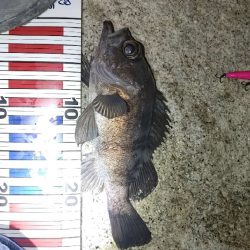 メバル、セイゴ