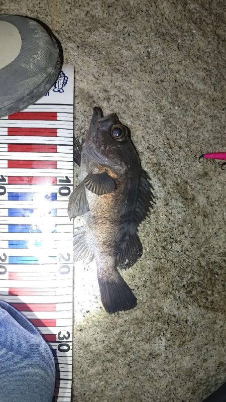 メバル、セイゴ