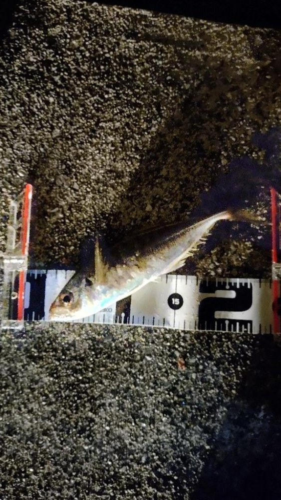 夜のアジングで