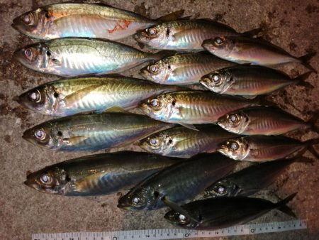 アジの居るところへ