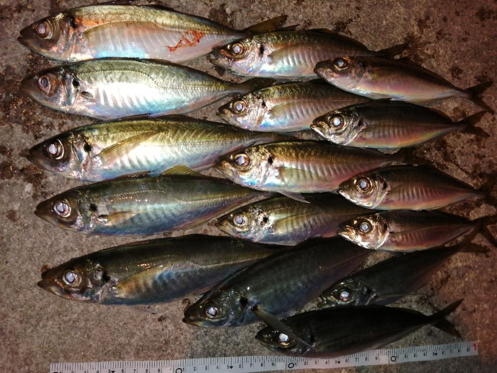 アジの居るところへ