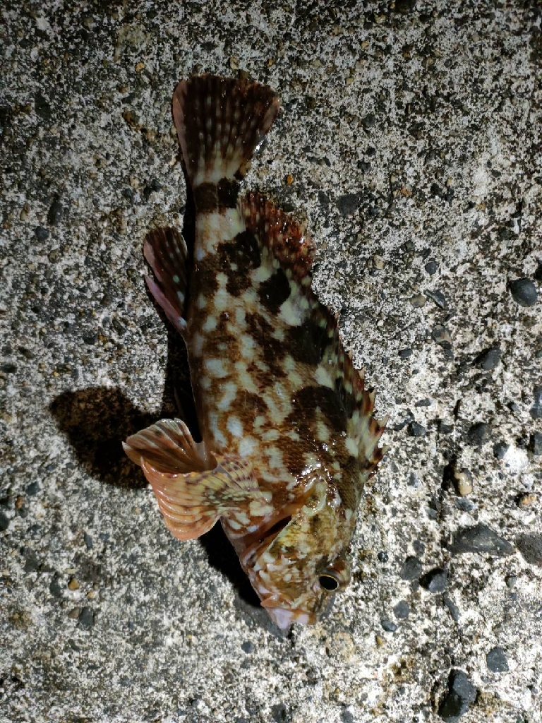 まさかの夜釣りでDAISOサビキセットで思わぬ釣果