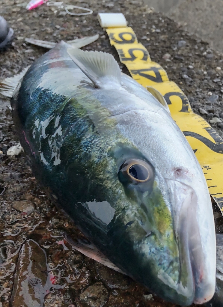 ショアキャスティング