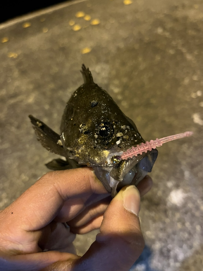 うさぎ島釣りキャンプ⛺