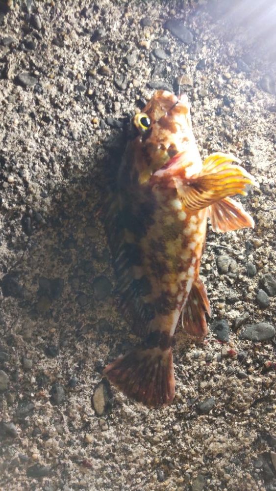 最高コンディションでカサゴ入れ喰い