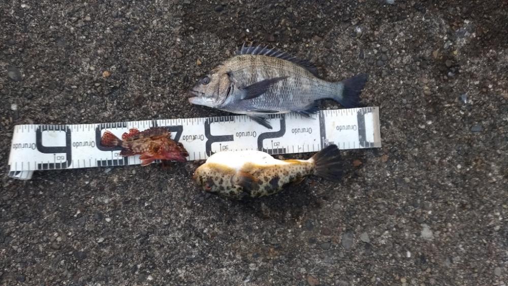 3/12釣果 色々釣れました