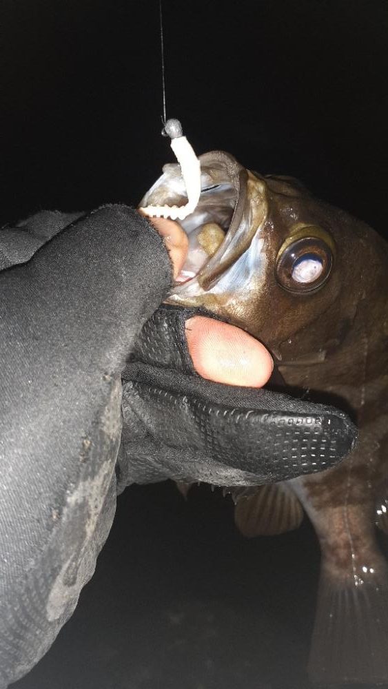 久々メバル調査～