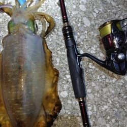 対馬エギング釣果……29