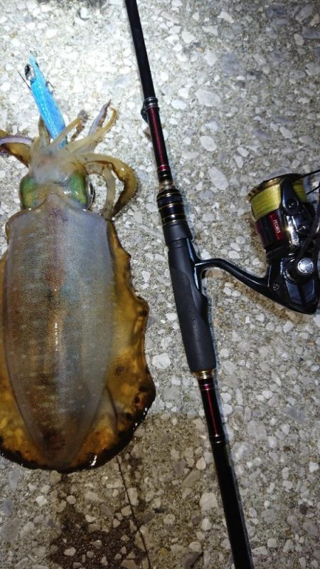 対馬エギング釣果……29