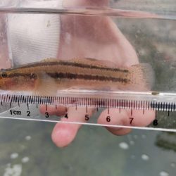 江ノ島で小物釣り