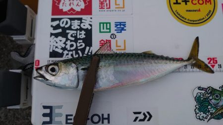 アジを求めてサバ釣果