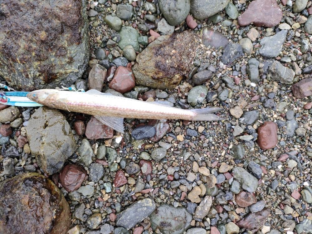 ショアジギング