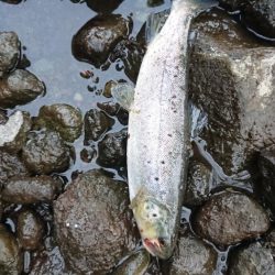 夕方小ブラウン連発