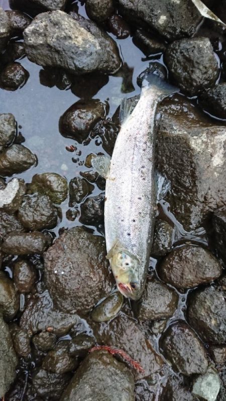 夕方小ブラウン連発