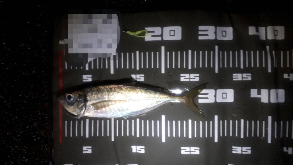 やっとアジが来たぁー