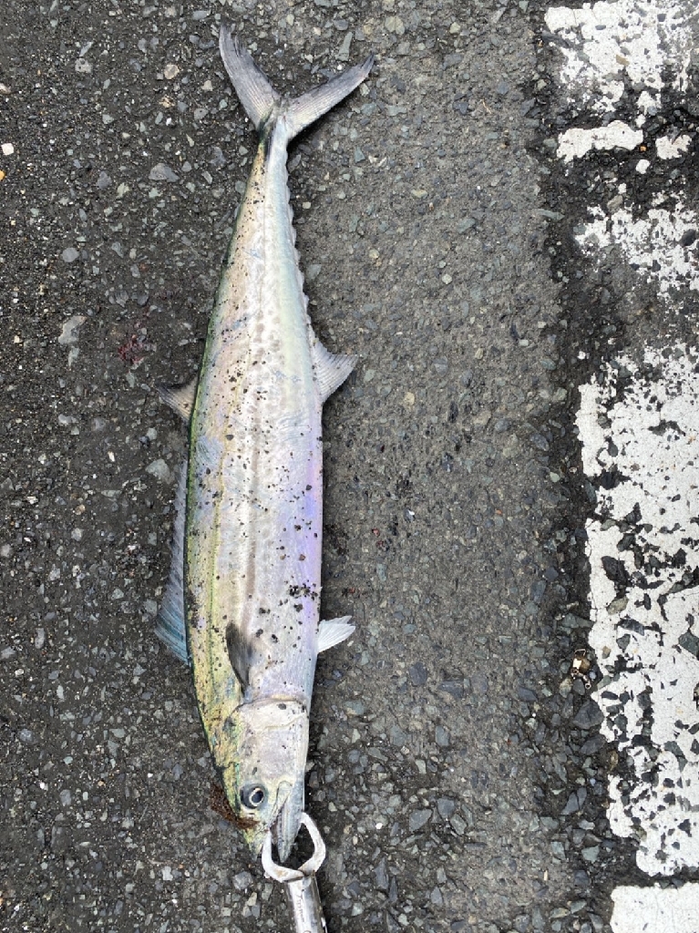 久しぶりのサゴシ