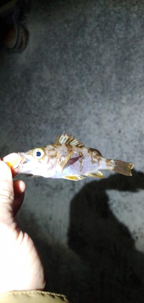 結局ライトソルト