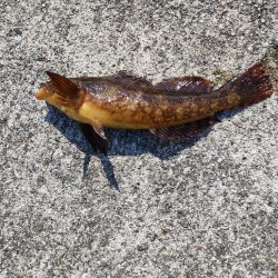 やっと釣れました