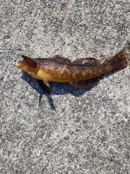 やっと釣れました