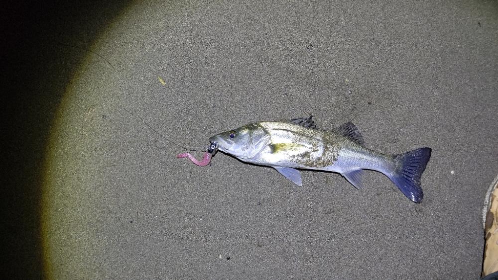 春や!春ですよ!