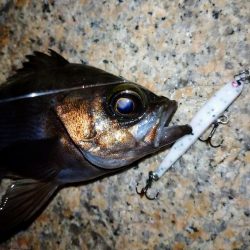 少しだけメバル