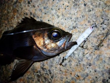 少しだけメバル