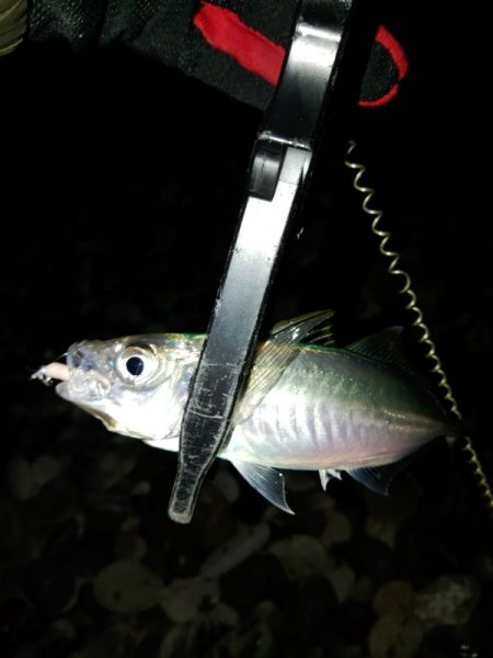 フロートゲーム~