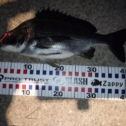 メバルプラッギング？