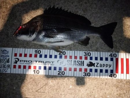 メバルプラッギング？