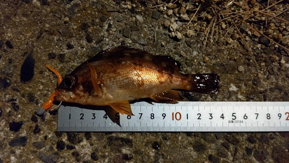 ちいさいガシラばっかり…