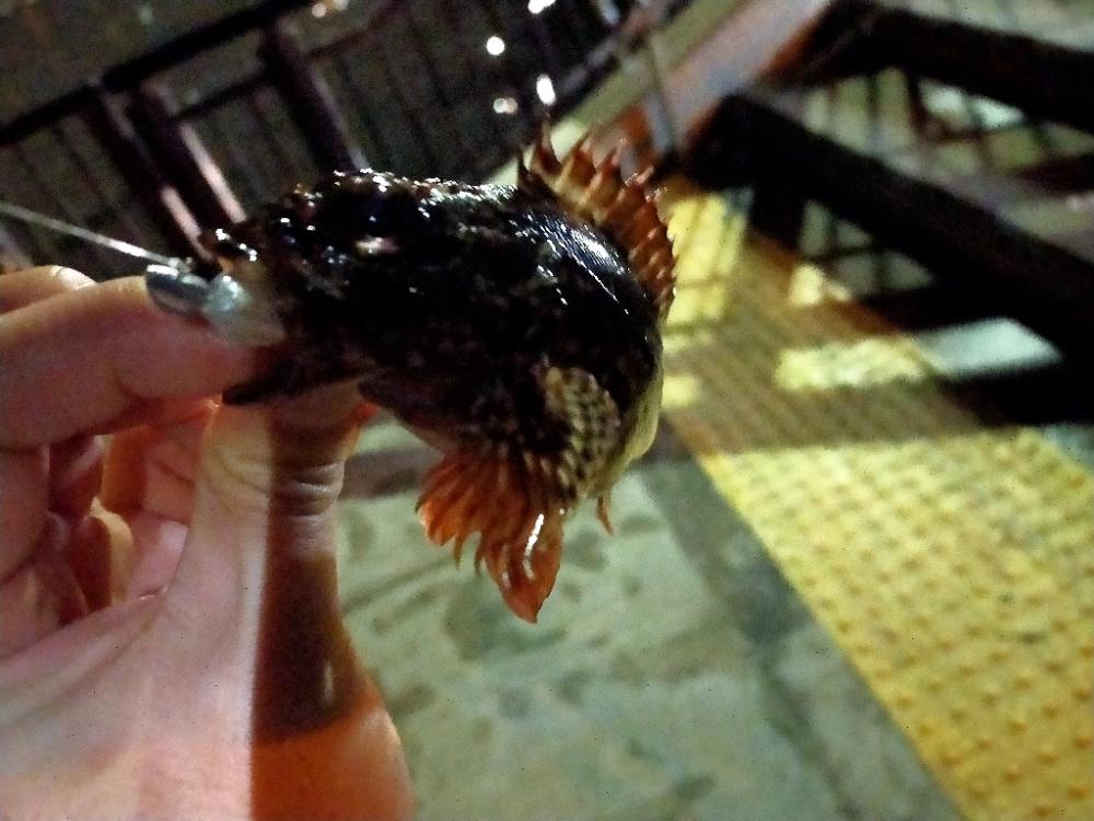 神戸空港ライトゲーム