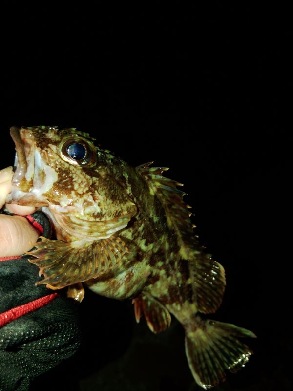 フロートゲーム~